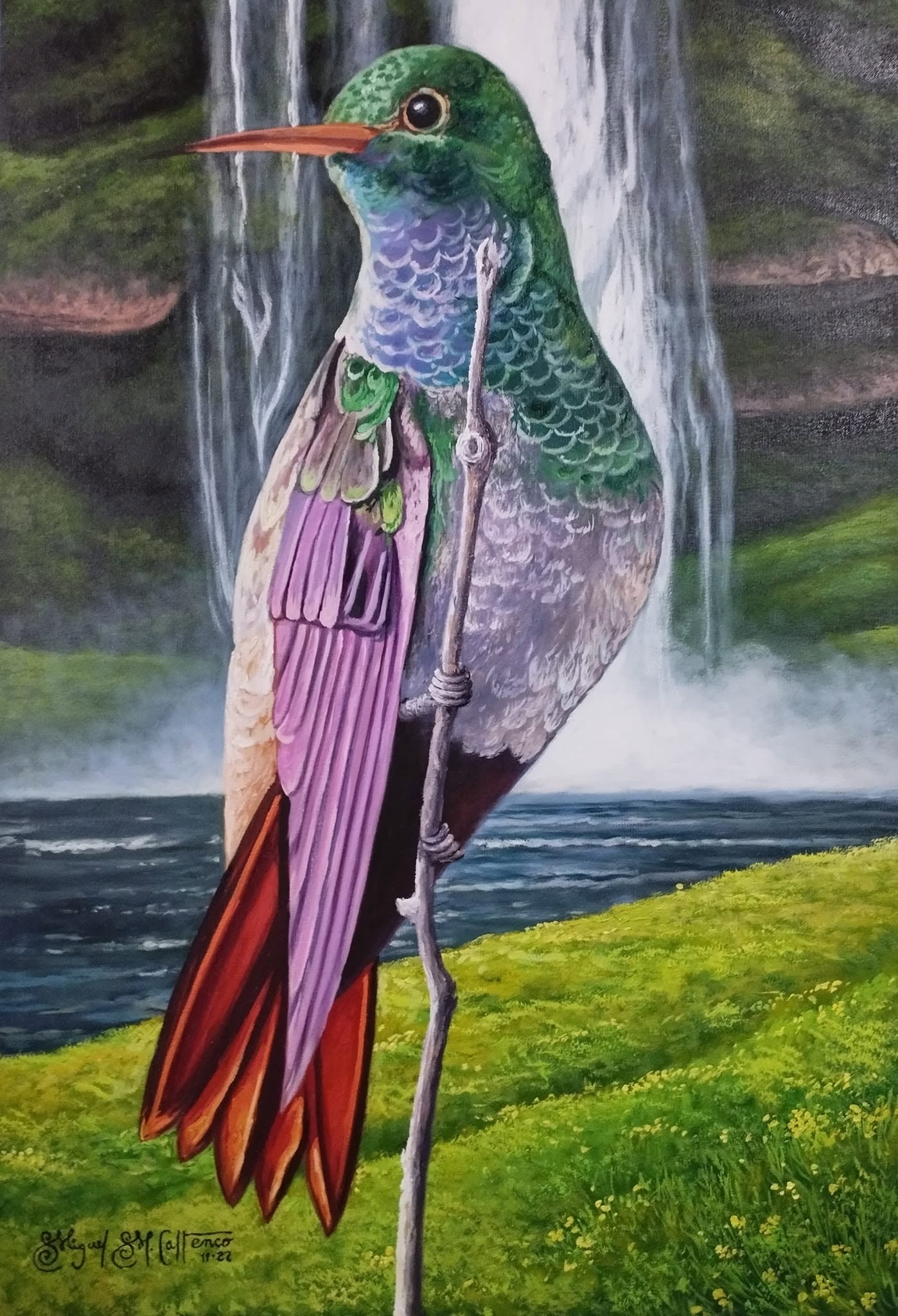 colibrí