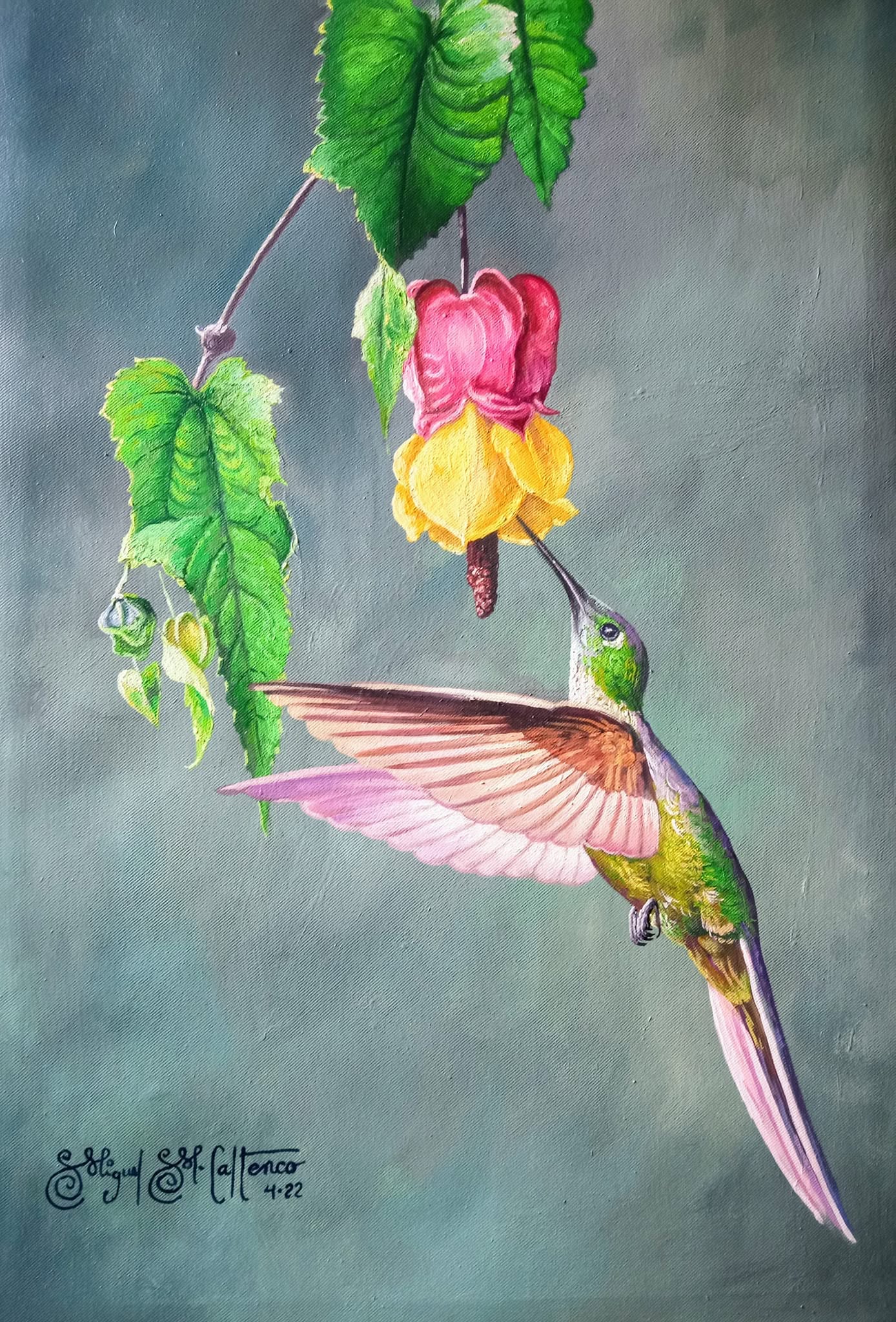 colibrí